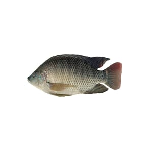 Tilapia Black 500/800 Rå Hel Renset 4kg Bulk