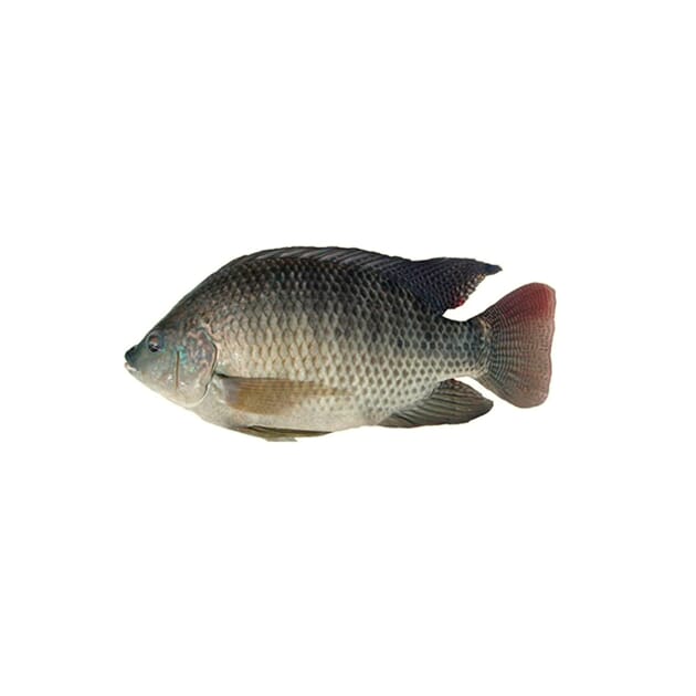 10618 TILAPIA RÅ HEL RENSET.jpg